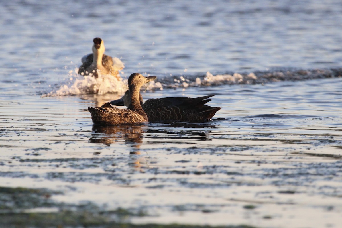 Cape Shoveler - ML641916905