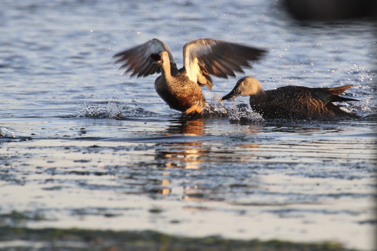 Cape Shoveler - ML641916906