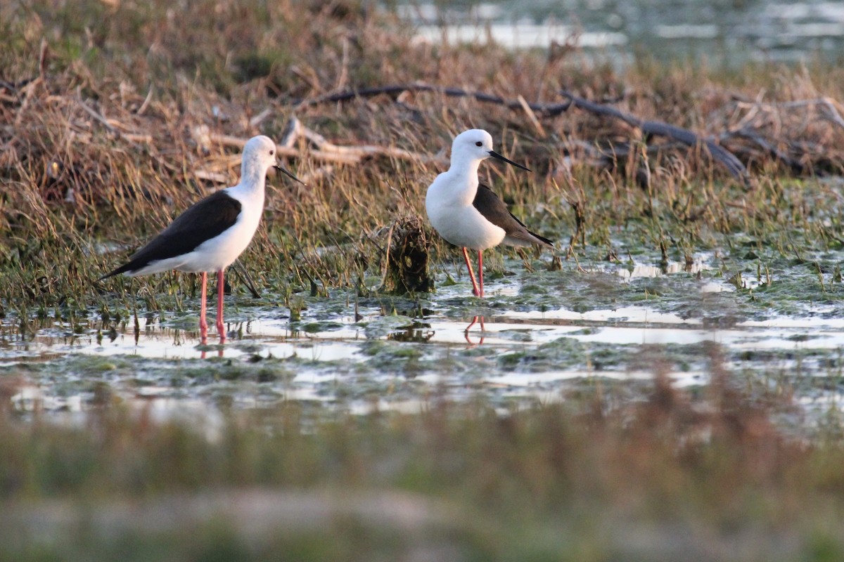 Black-winged Stilt - ML641916933