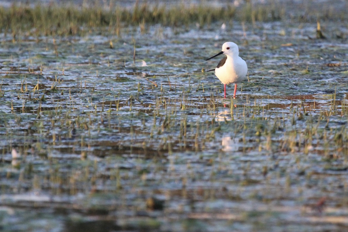 Black-winged Stilt - ML641916934