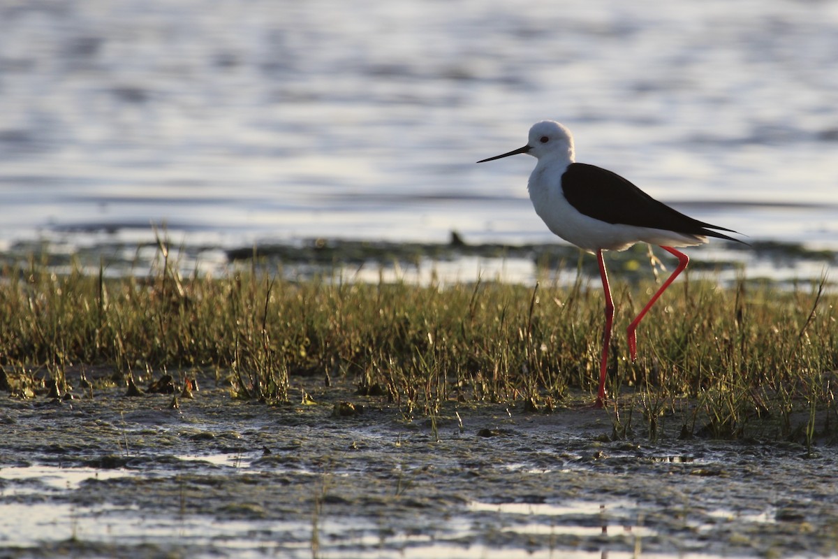 Black-winged Stilt - ML641916935