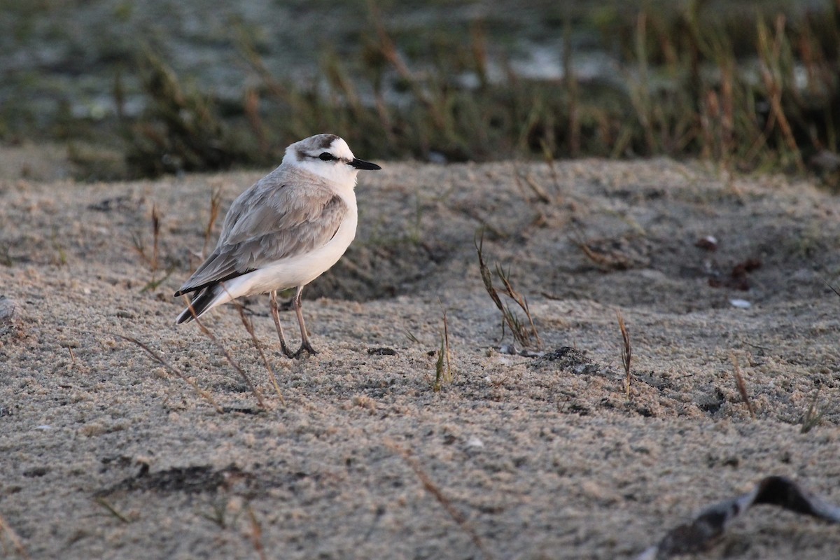 White-fronted Plover - ML641916948