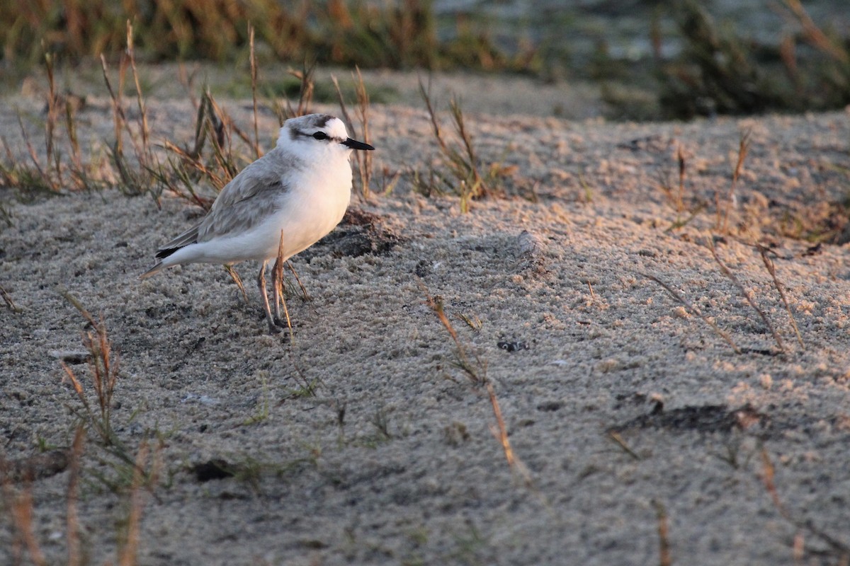 White-fronted Plover - ML641916949