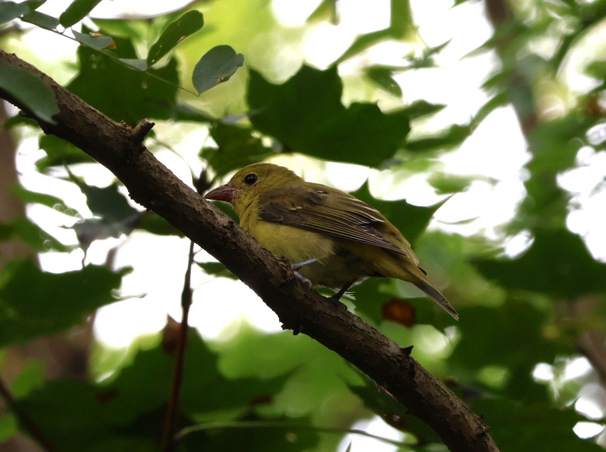 Scarlet Tanager - ML641916953