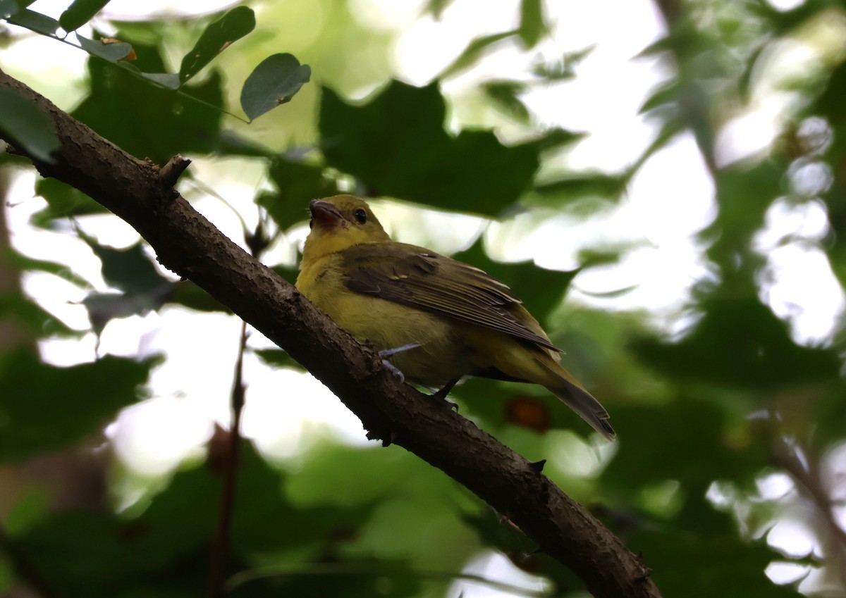 Scarlet Tanager - ML641916959
