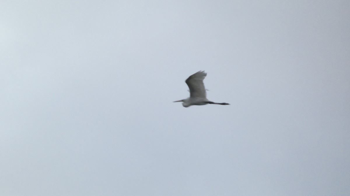 Great Egret - ML641916968