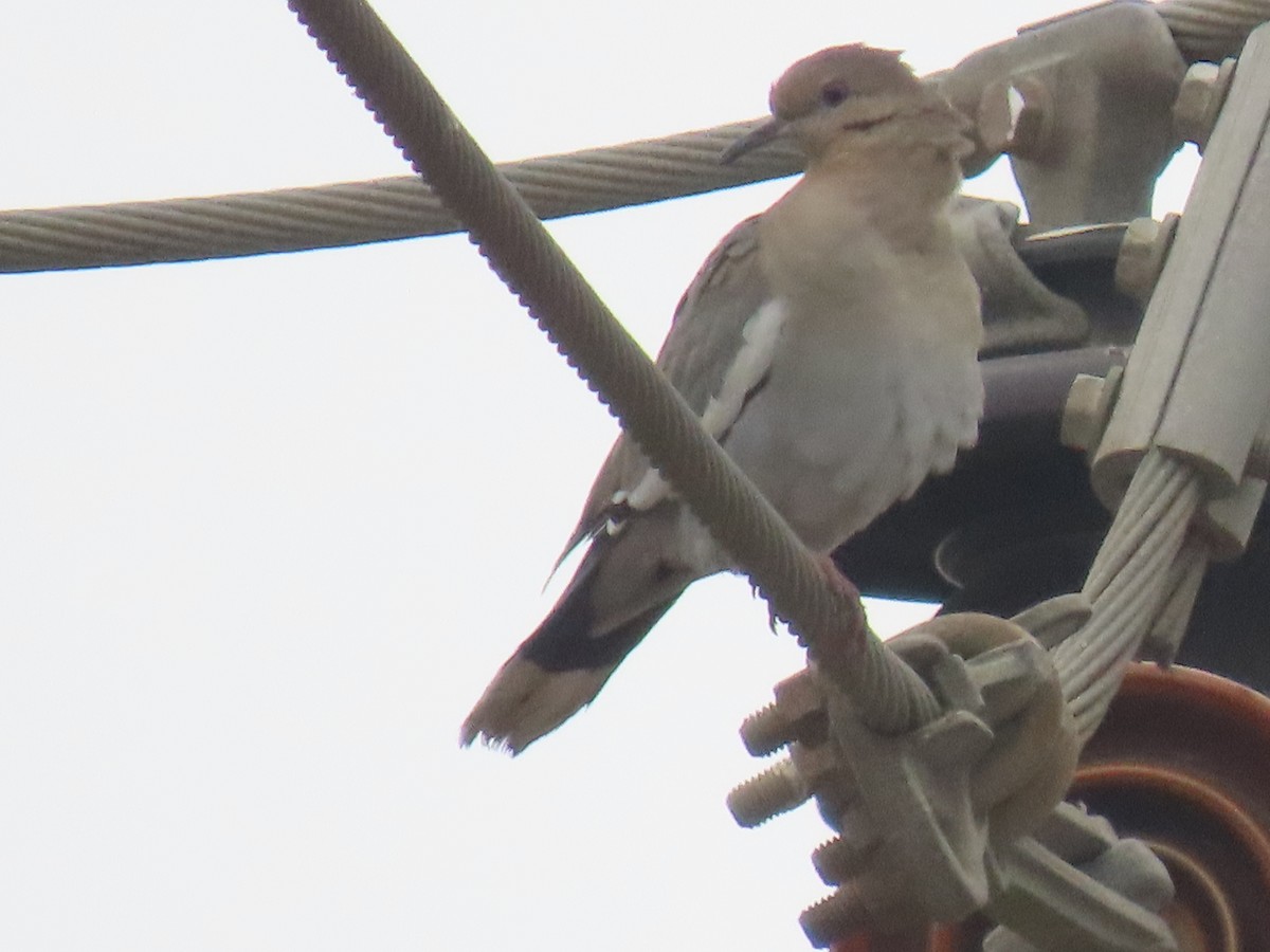 White-winged Dove - ML641916971