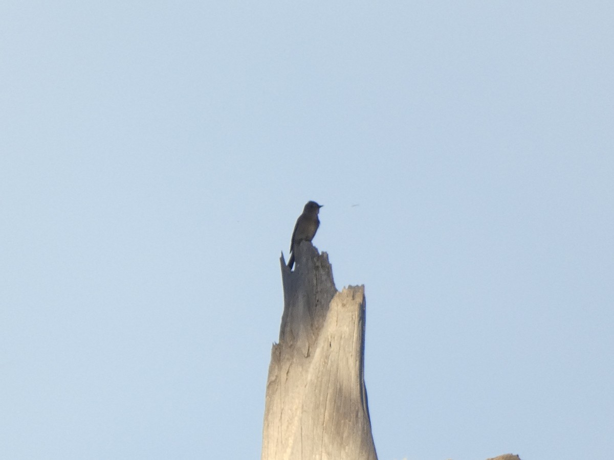 Western Wood-Pewee - ML641916989