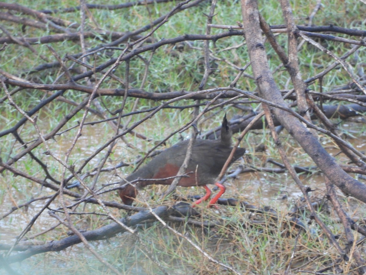 Ruddy-breasted Crake - ML641917008