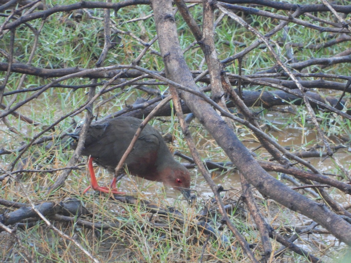 Ruddy-breasted Crake - ML641917010