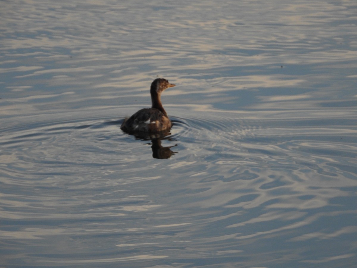 Little Grebe - ML641917024