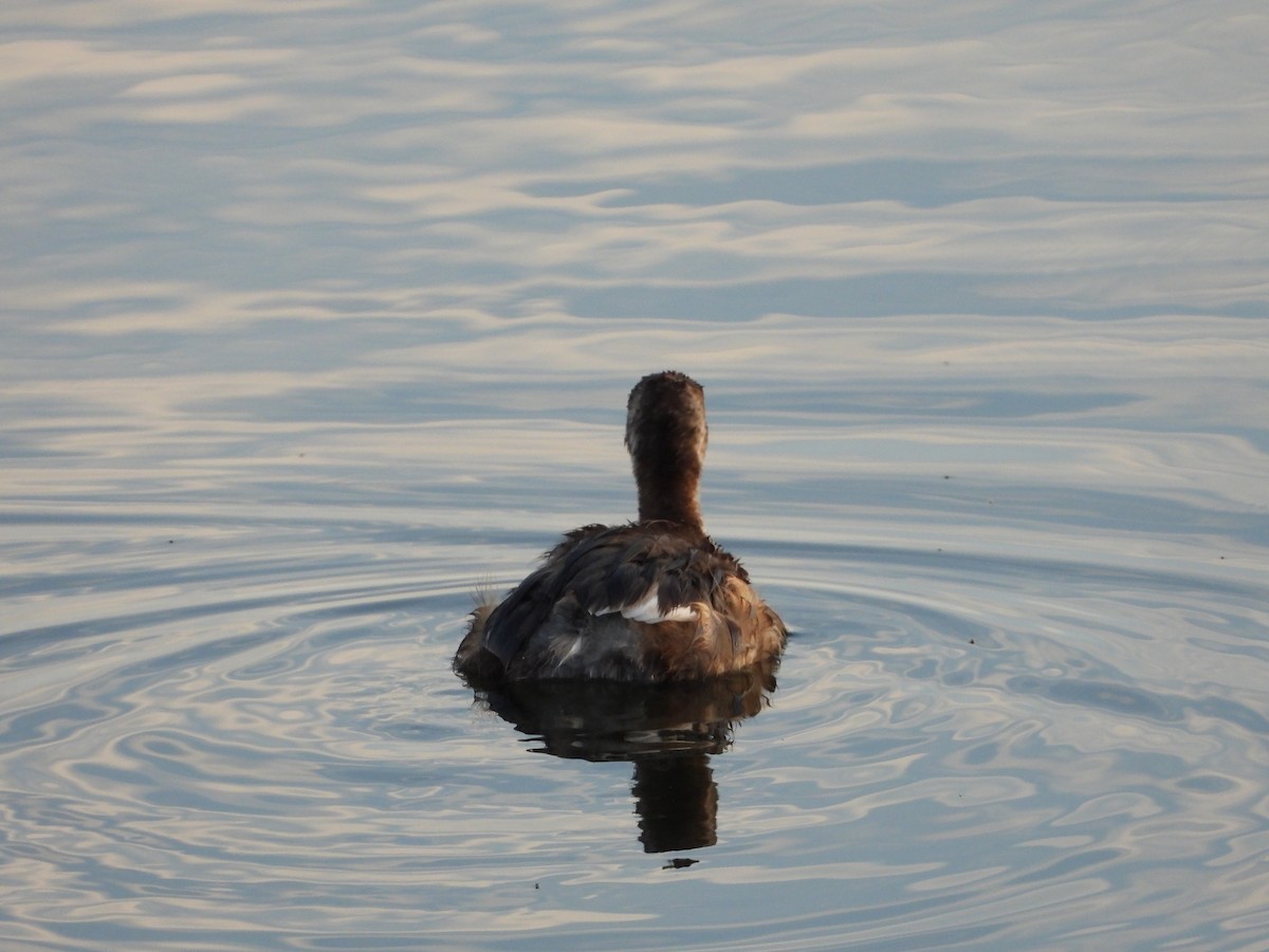 Little Grebe - ML641917025
