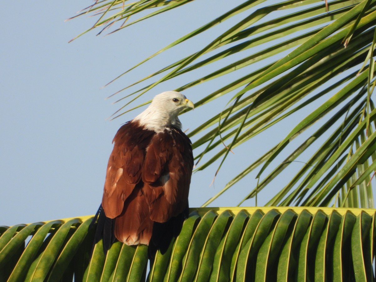 Brahminy Kite - ML641917070