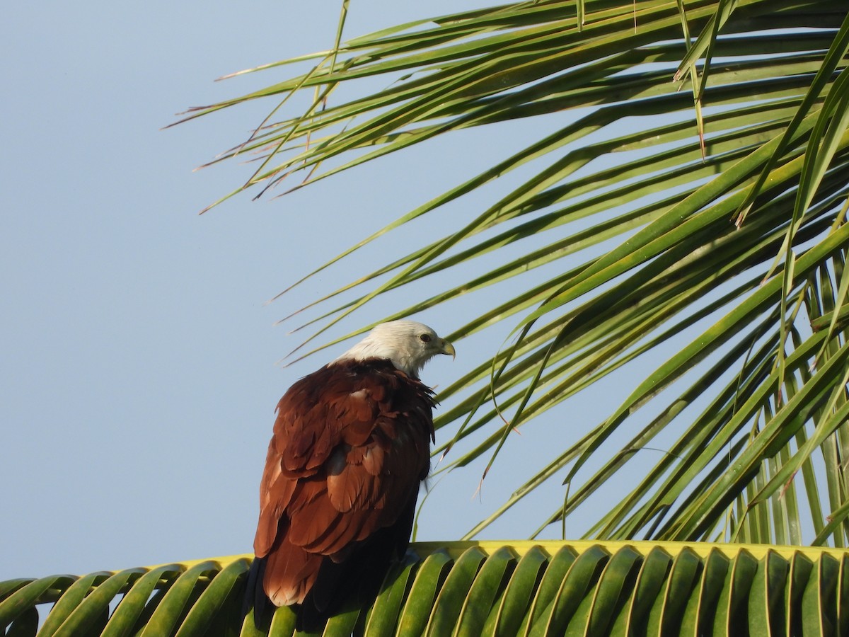Brahminy Kite - ML641917071