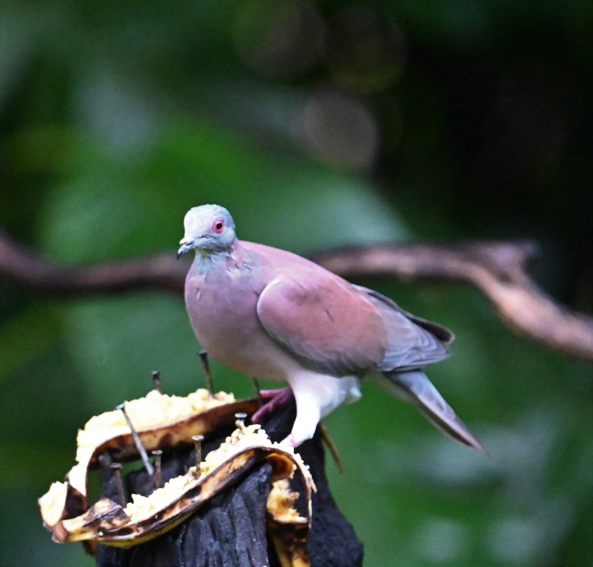 Pale-vented Pigeon - ML641917088