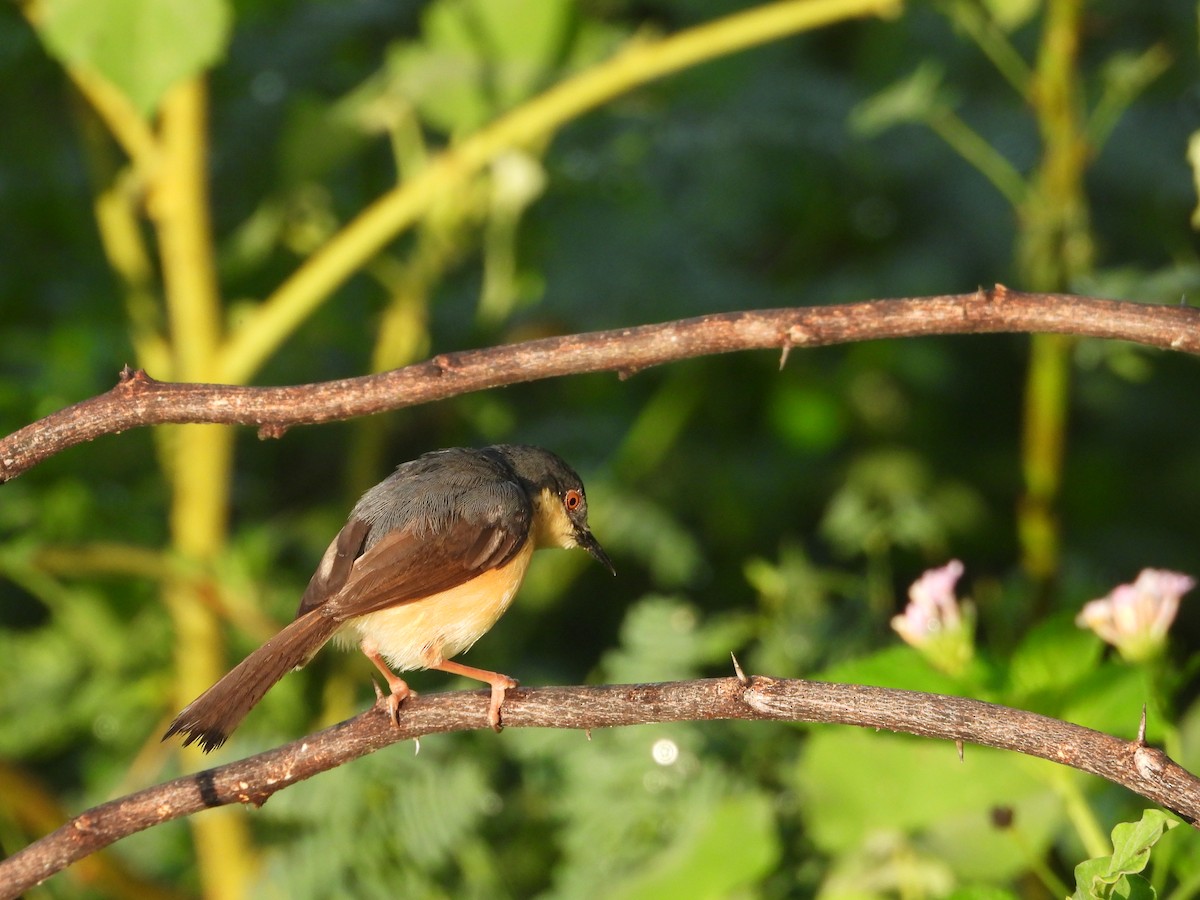 Ashy Prinia - ML641917095
