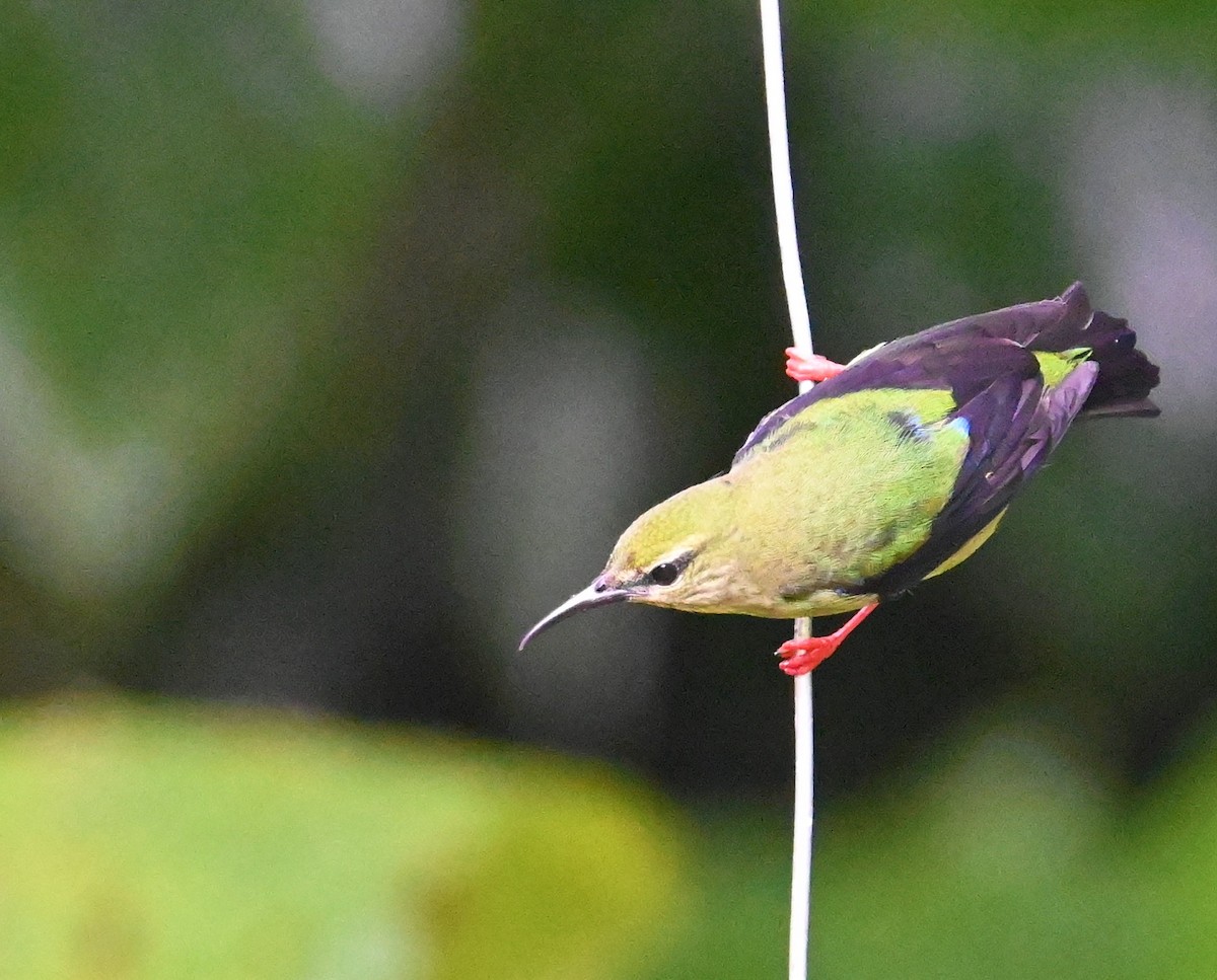 Red-legged Honeycreeper - ML641917098