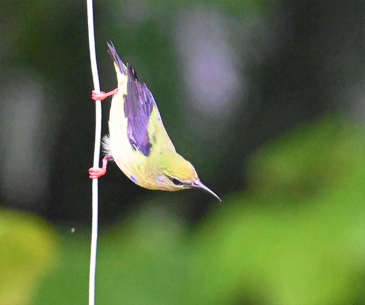 Red-legged Honeycreeper - ML641917099