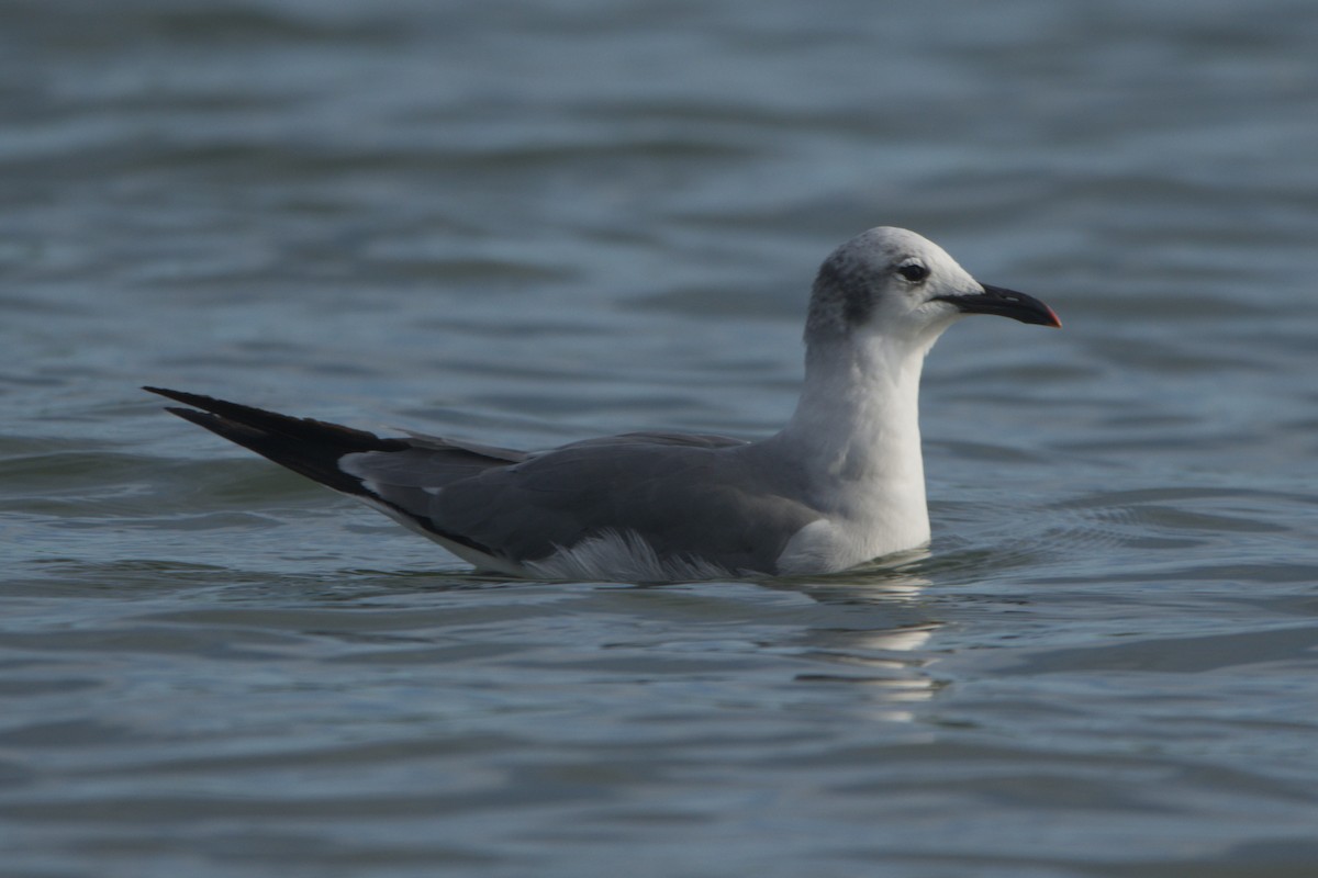 Laughing Gull - ML641917101