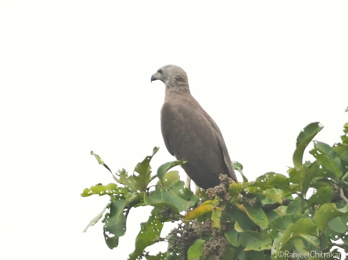 Gray-headed Fish-Eagle - ML641917103