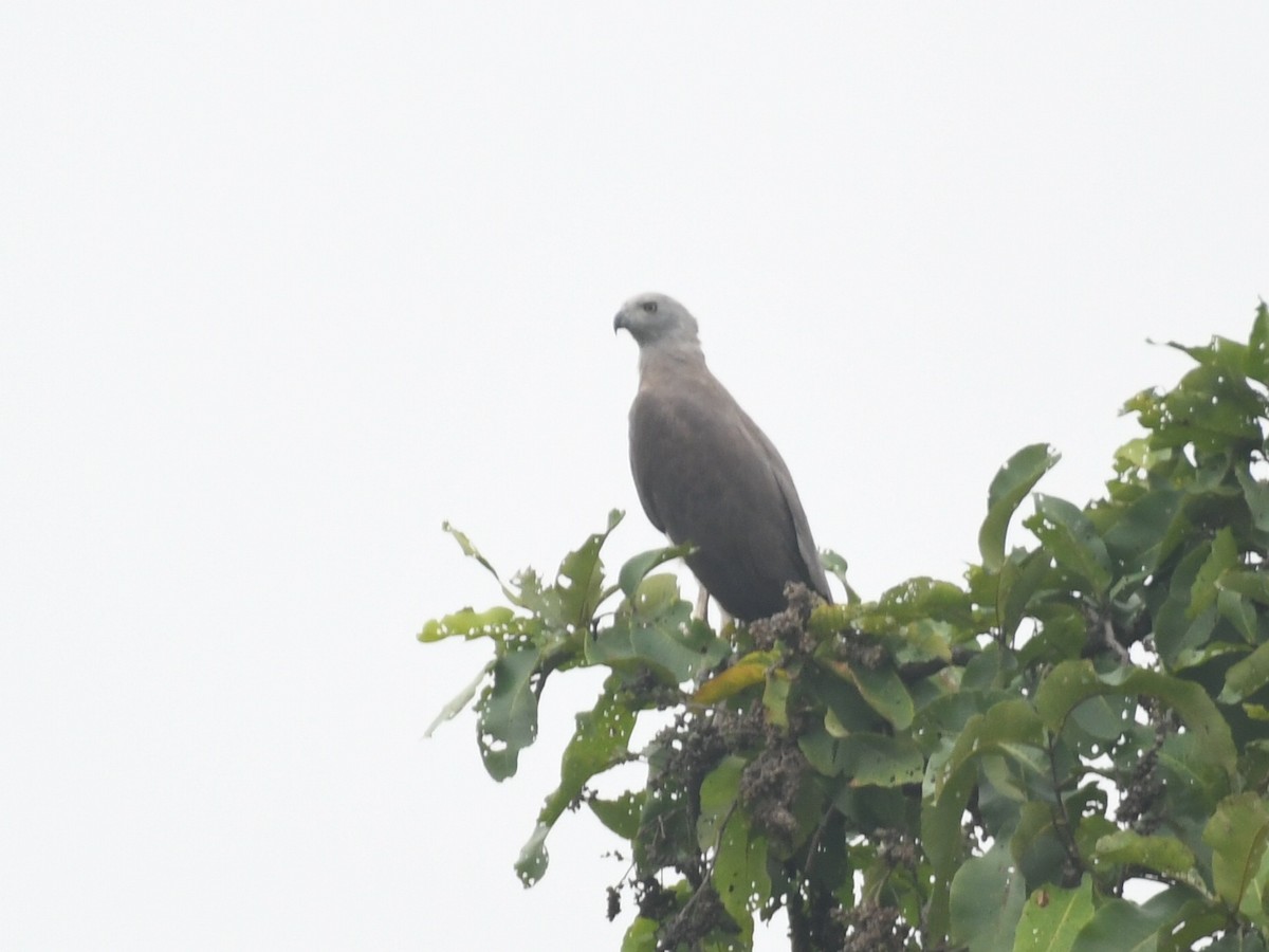Gray-headed Fish-Eagle - ML641917104