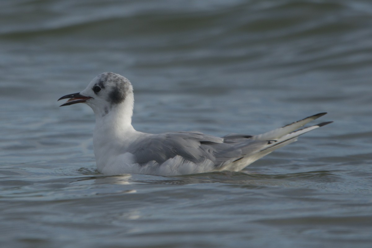Bonaparte's Gull - ML641917106