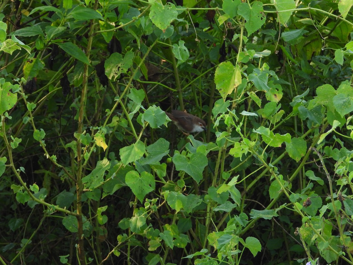Yellow-eyed Babbler - ML641917113