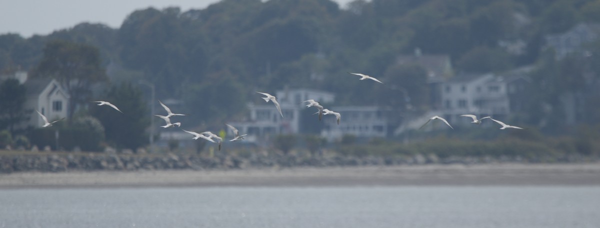 Common Tern - ML641917121