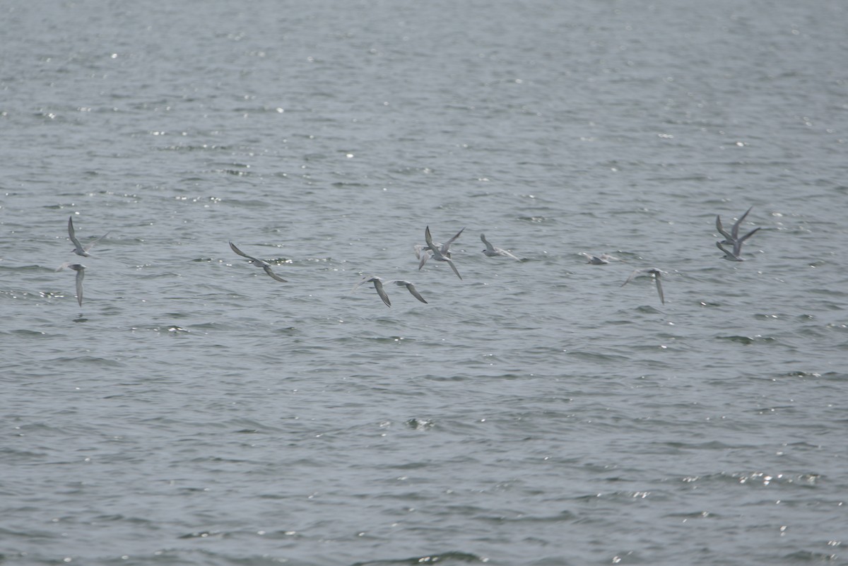 Common Tern - ML641917122