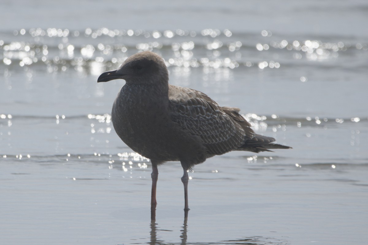 American Herring Gull - ML641917129