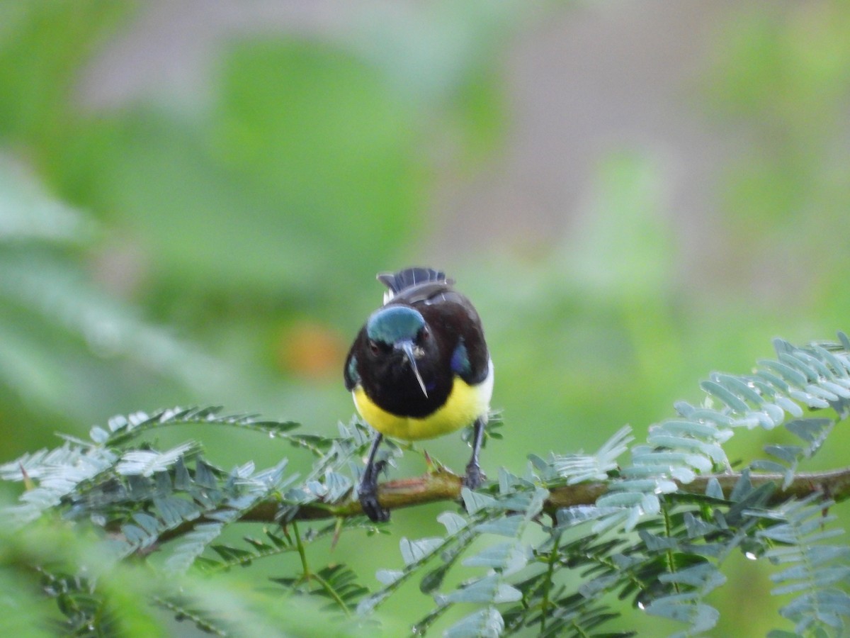 Purple-rumped Sunbird - ML641917132