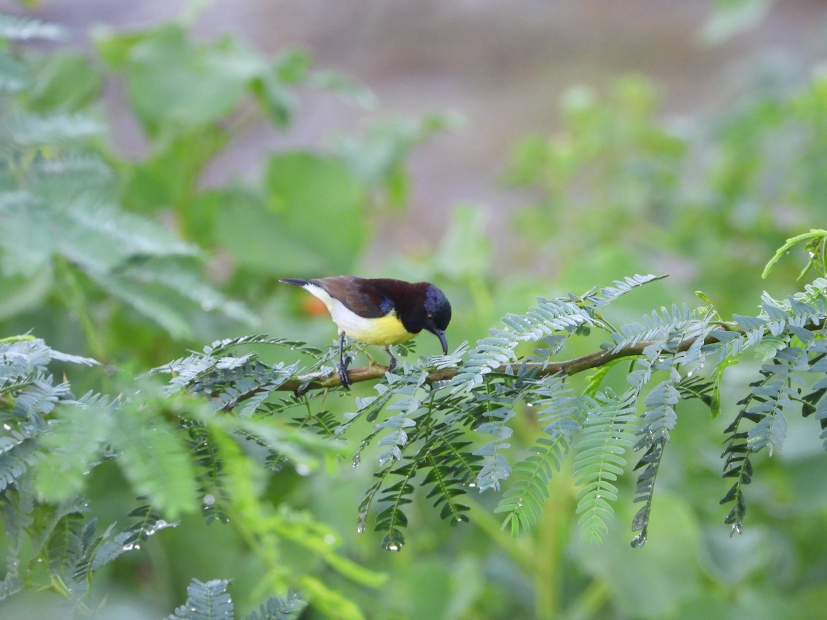 Purple-rumped Sunbird - ML641917133