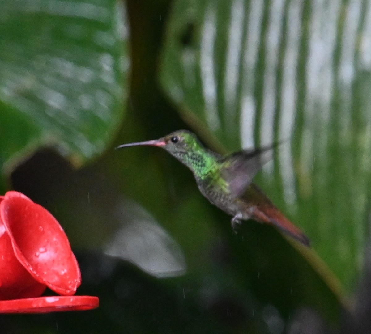 Rufous-tailed Hummingbird - ML641917134