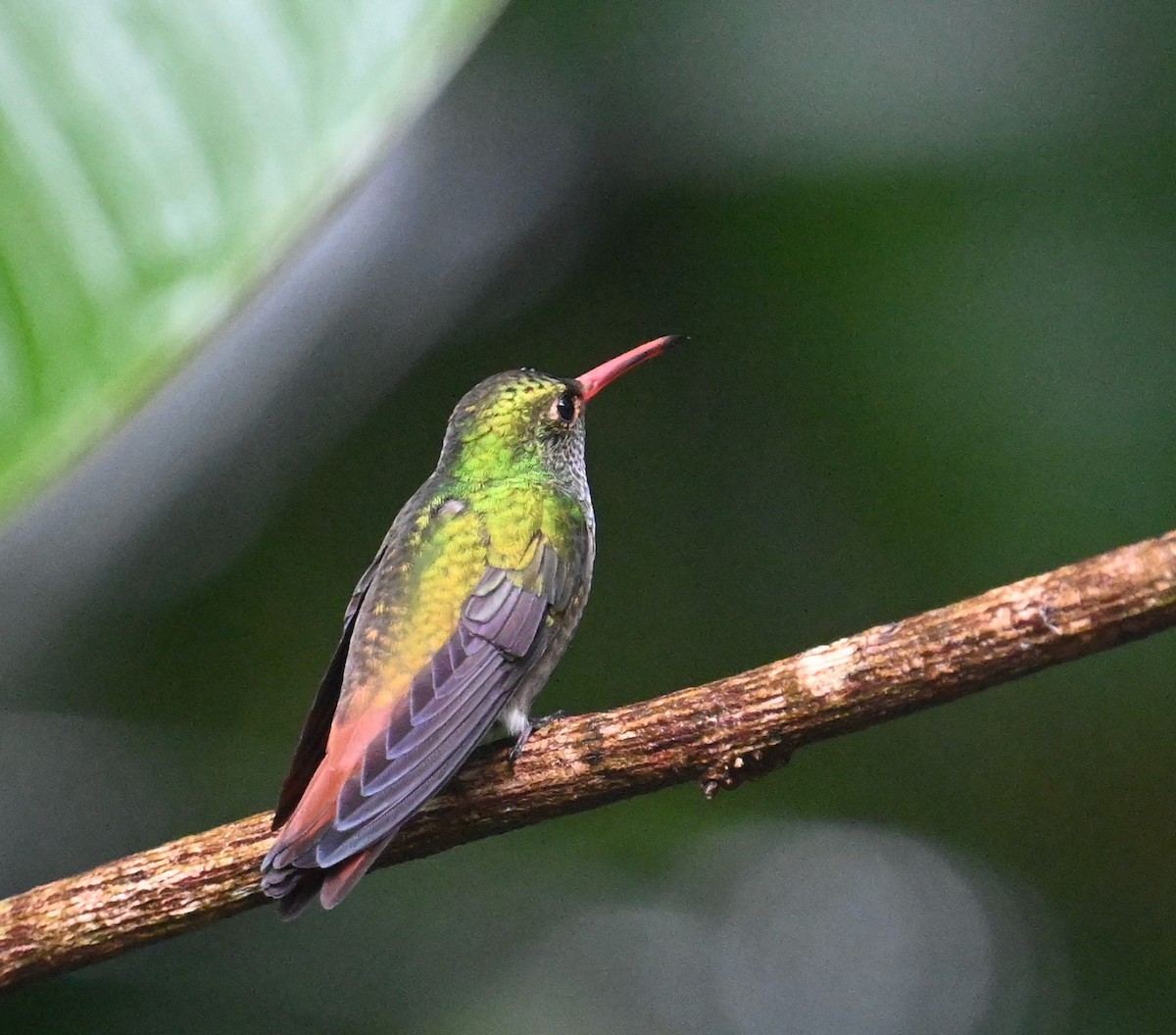 Rufous-tailed Hummingbird - ML641917135
