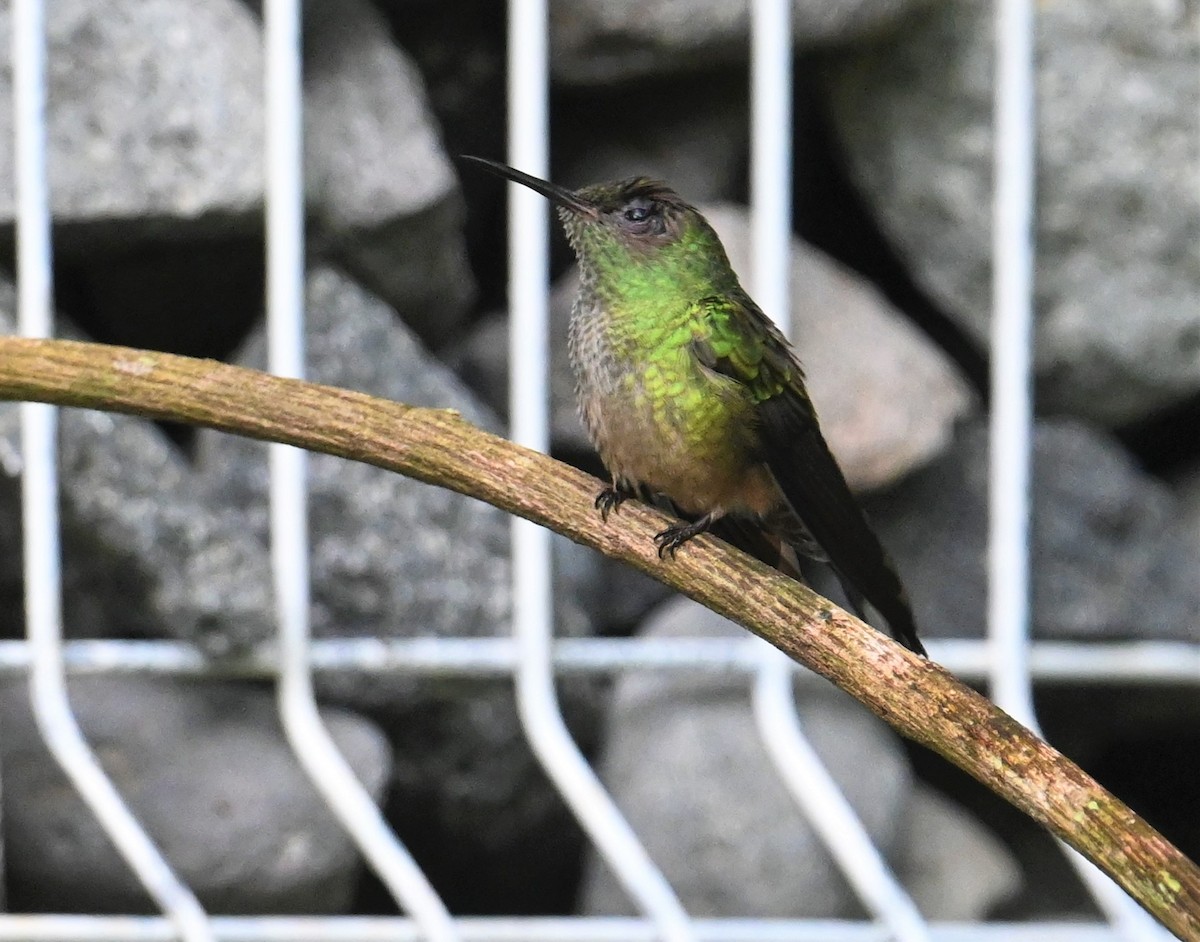 Scaly-breasted Hummingbird - ML641917136