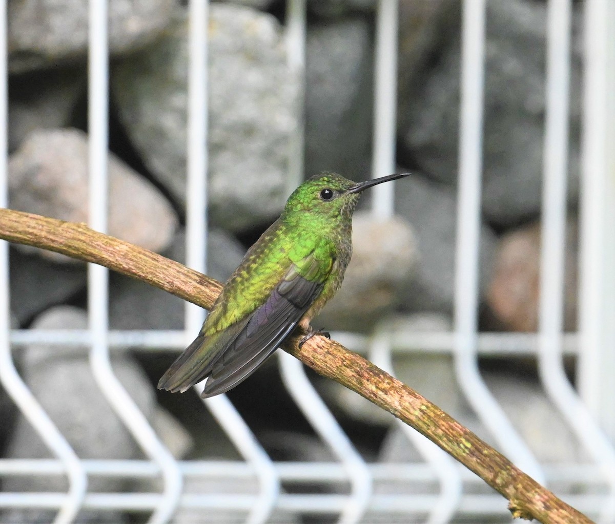 Scaly-breasted Hummingbird - ML641917137