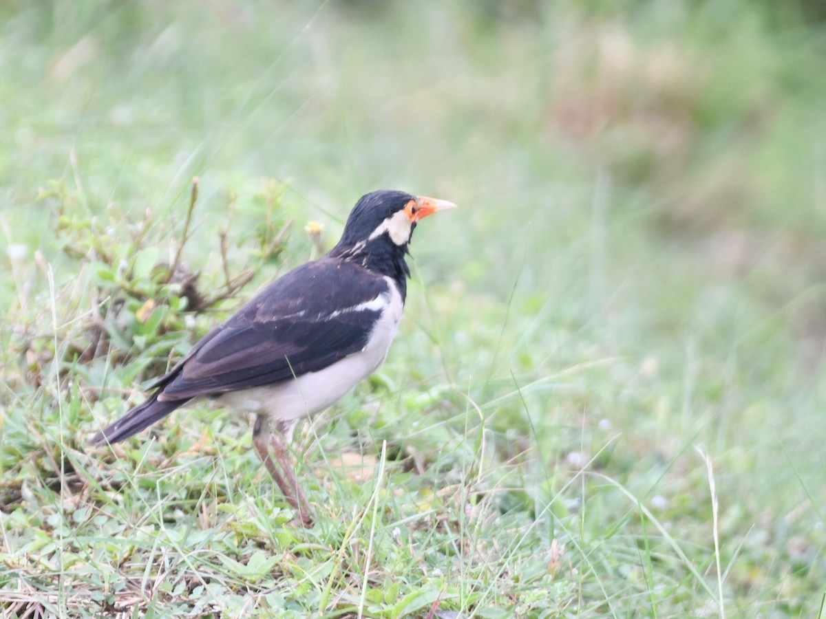 Indian Pied Starling - ML641917140