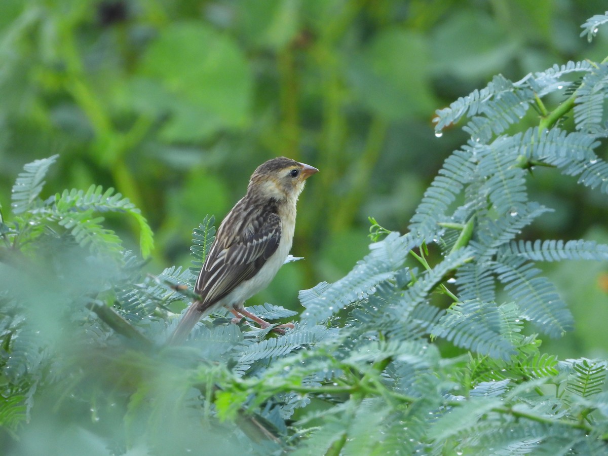 Baya Weaver - ML641917144