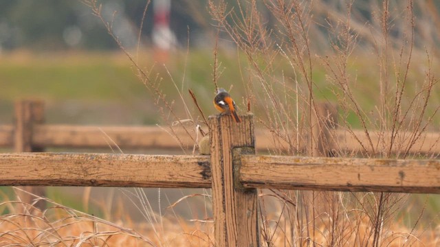 Daurian Redstart - ML641917145