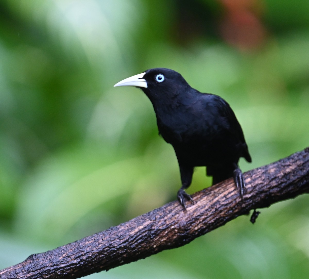 Scarlet-rumped Cacique - ML641917146