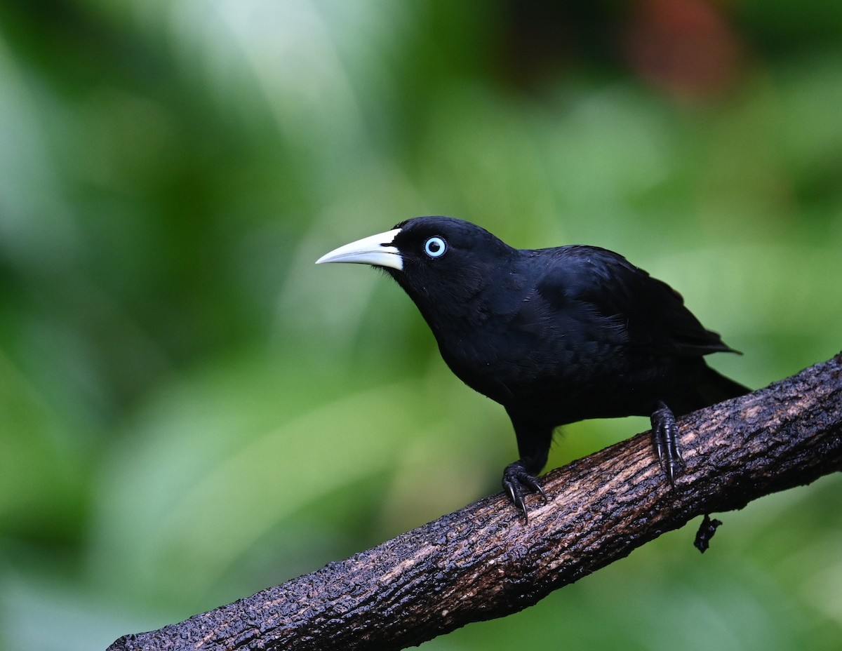 Scarlet-rumped Cacique - ML641917147