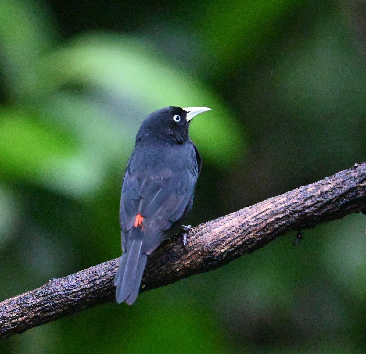 Scarlet-rumped Cacique - ML641917148