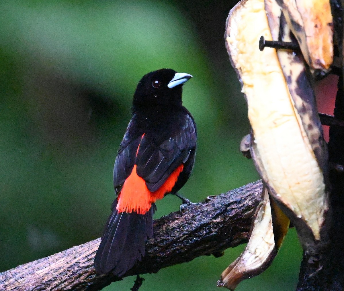 Scarlet-rumped Tanager - ML641917151