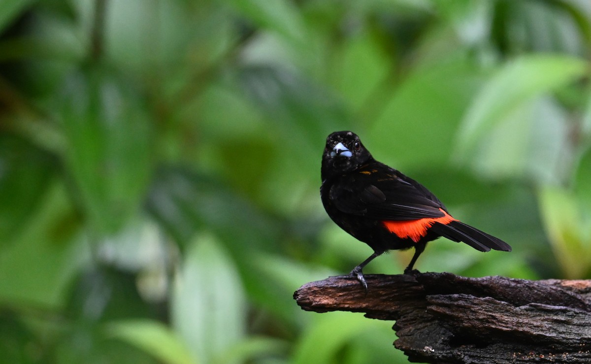 Scarlet-rumped Tanager - ML641917152