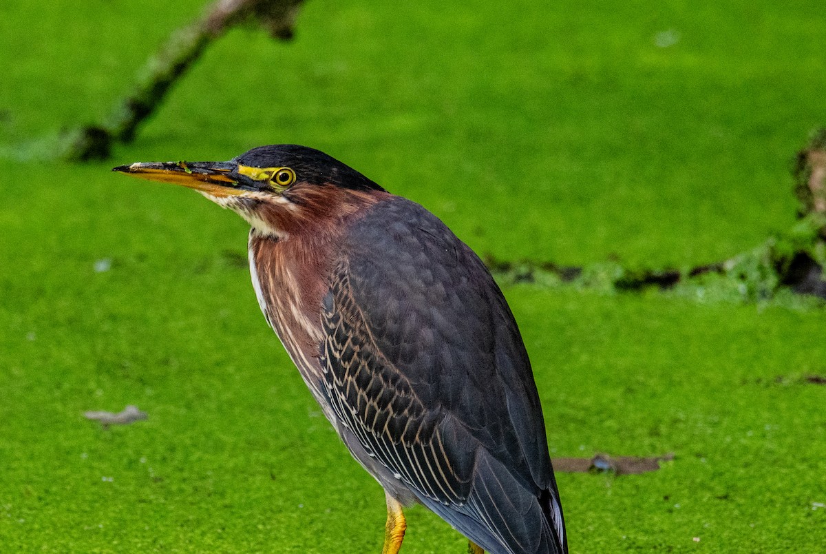 Green Heron - ML641917169