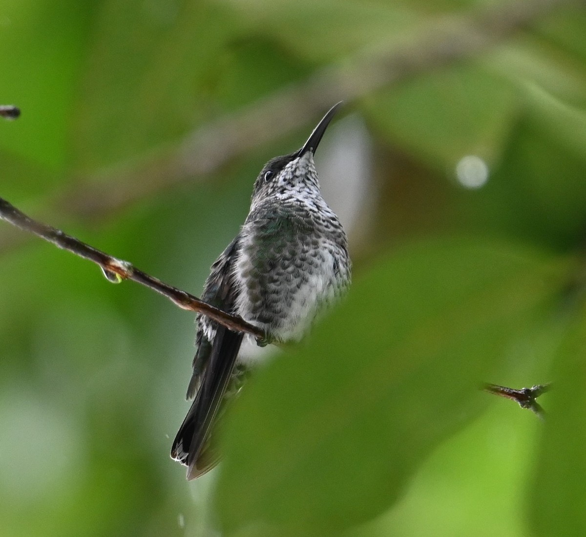 White-necked Jacobin - ML641917172
