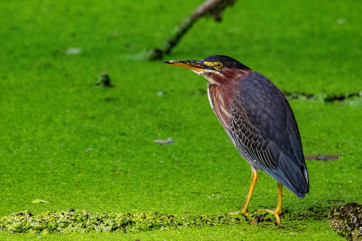 Green Heron - ML641917206