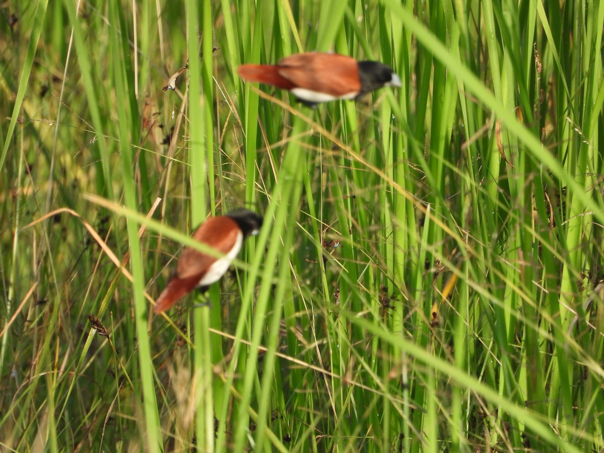 Tricolored Munia - ML641917215