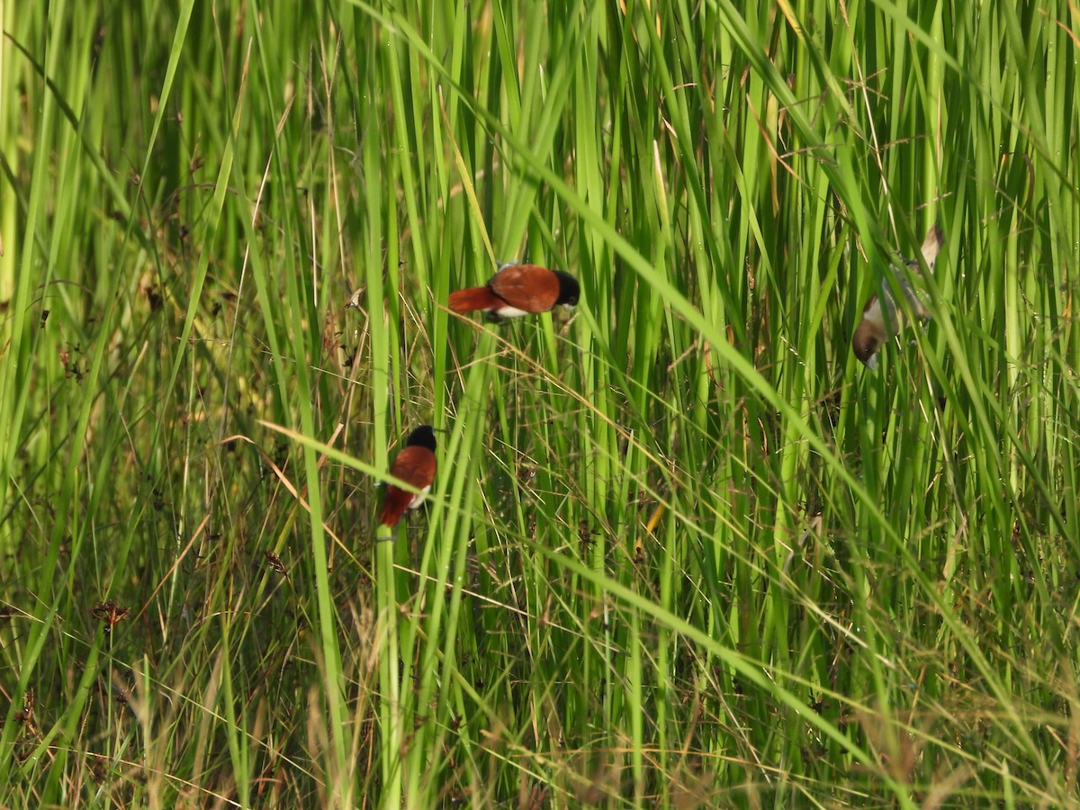 Tricolored Munia - ML641917220