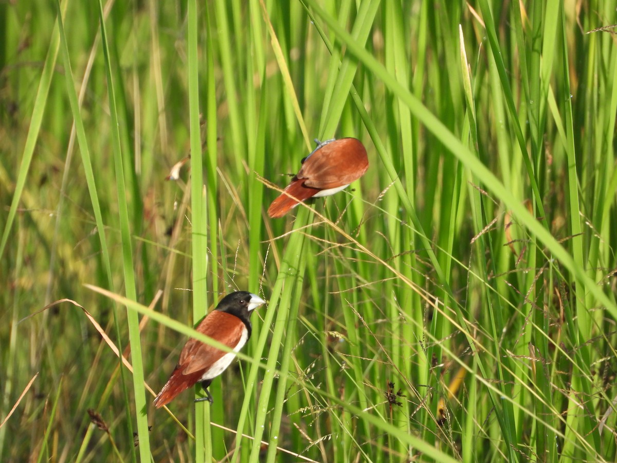 Tricolored Munia - ML641917222
